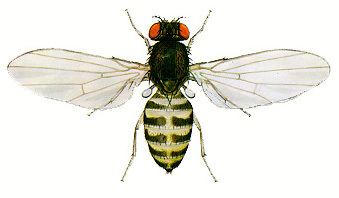 Drosophila hydei Drosophila Melanogaster