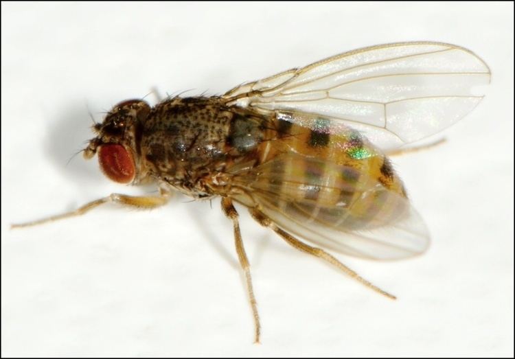 Drosophila hydei Dipterainfo Discussion Forum ChloropidaeID Drosophila hydei