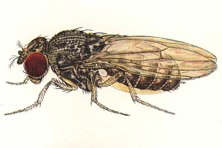 Drosophila hydei Drosophilahydeijpg