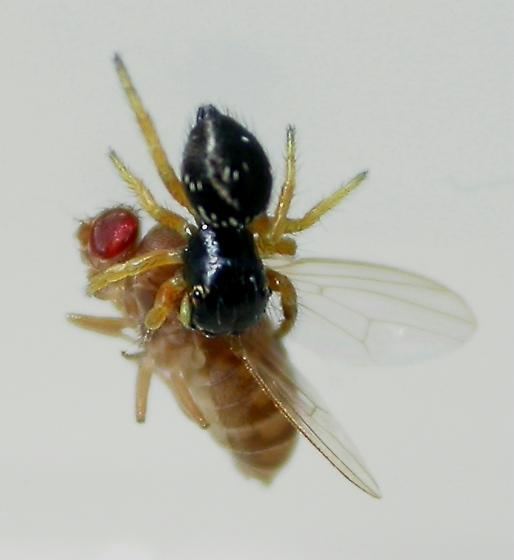 Drosophila hydei Drosophila hydei BugGuideNet