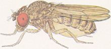 Drosophila mojavensis httpsuploadwikimediaorgwikipediacommonsthu