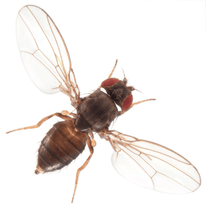Drosophila pseudoobscura Drosophila pseudoobscura pseudoobscura Ensembl Genomes 34