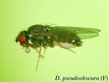 Drosophila pseudoobscura Drosophila pseudoobscurajpg PhylomeDB v4