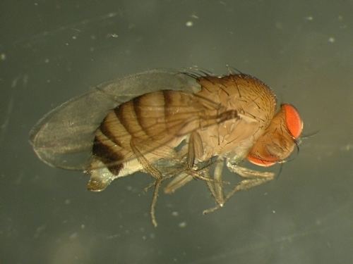 Drosophila simulans Strawberries and Vegetables Agriculture and Natural Resources Blogs