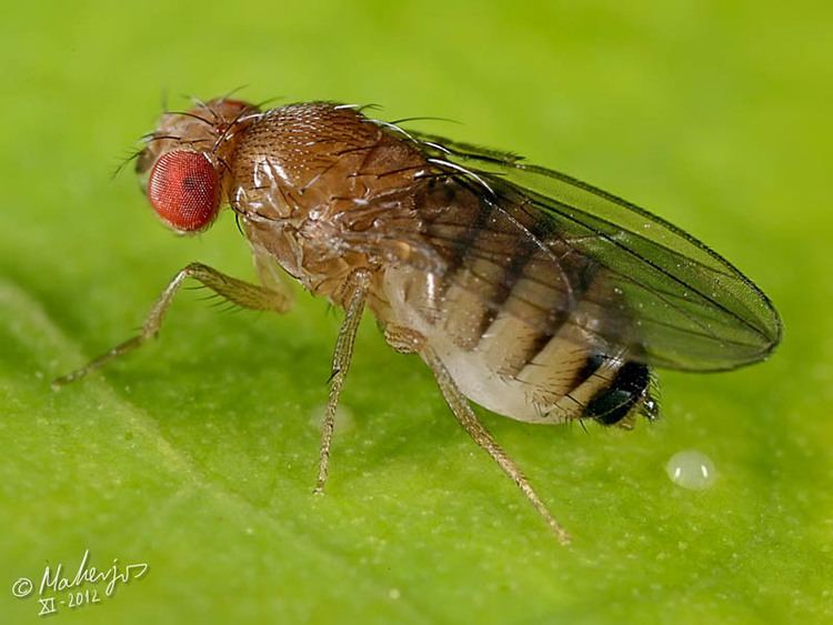 Drosophila simulans Dipterainfo Discussion Forum Drosophila Sophophora