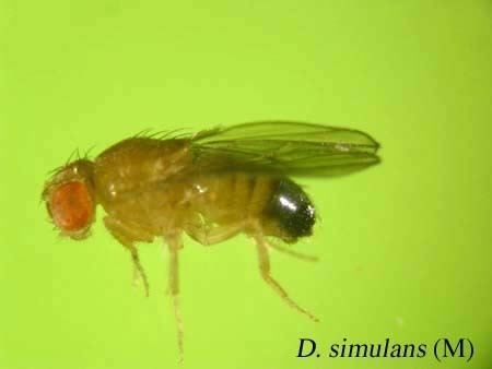 Drosophila simulans Ehime Strain Search Result