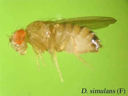 Drosophila simulans Ehime Strain Search Result