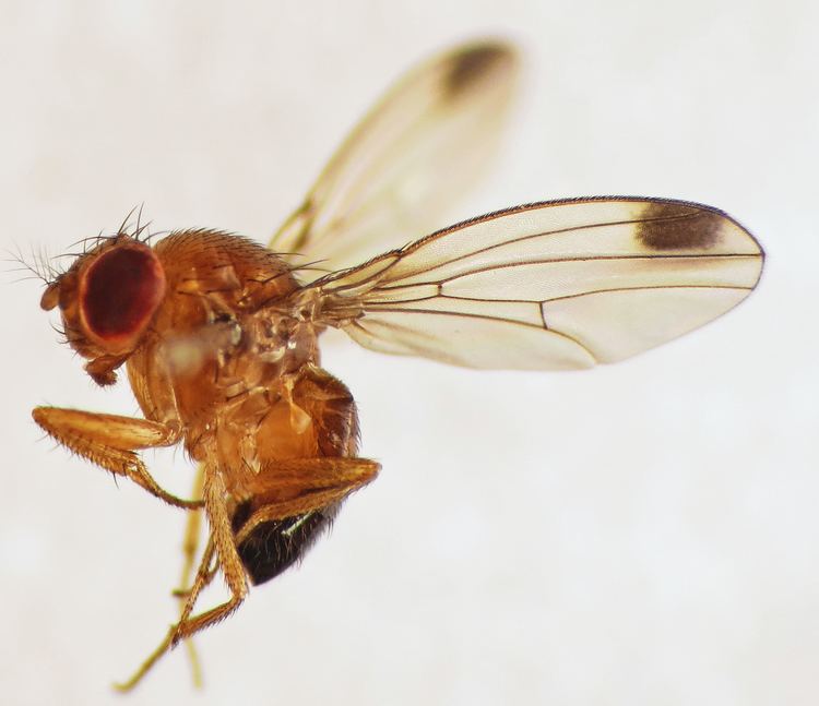 Drosophila suzukii httpsuploadwikimediaorgwikipediacommons22