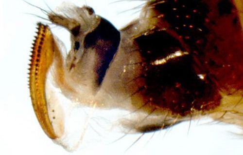Drosophila suzukii spotted wing drosophila Drosophila suzukii Matsumura