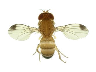Drosophila suzukii European and Mediterranean Plant Protection Organization EPPO