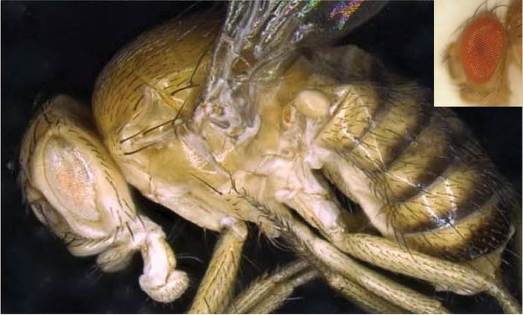 Drosophila synthetica