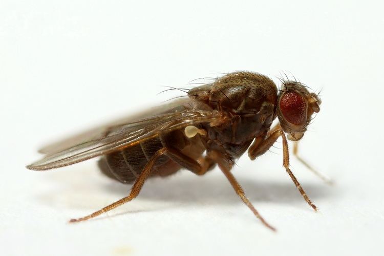 Drosophila virilis Obbard Lab Insects Viruses Genome evolution