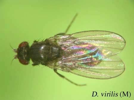 Drosophila virilis Ehime Strain Search Result