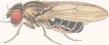 Drosophila virilis httpsuploadwikimediaorgwikipediacommonsthu