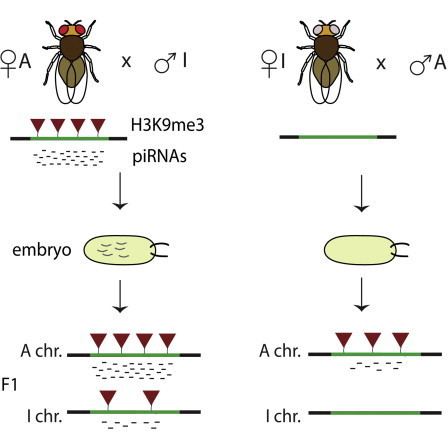 Drosophila virilis A Transgenerational Process Defines piRNA Biogenesis in Drosophila