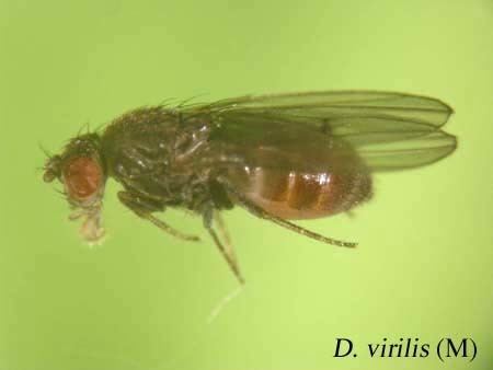 Drosophila virilis Ehime Strain Search Result