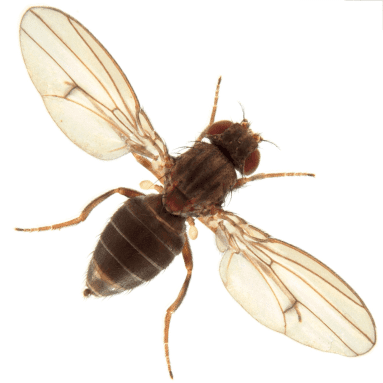 Drosophila virilis Drosophila virilis Ensembl Genomes 34