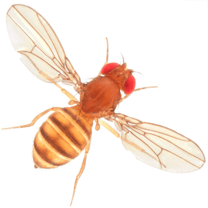 Drosophila willistoni metazoaensemblorgispecieslargeDrosophilawil