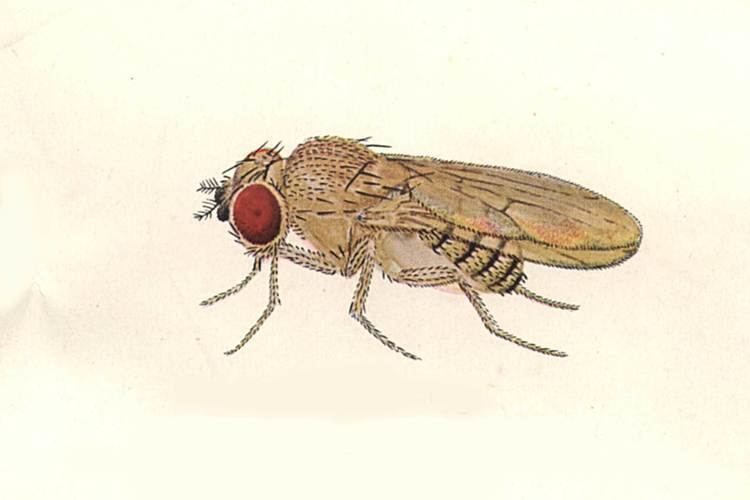 Drosophila willistoni Drosophila willistoni