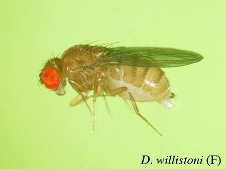 Drosophila willistoni Ehime Strain Search Result