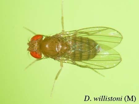 Drosophila willistoni Ehime Strain Search Result