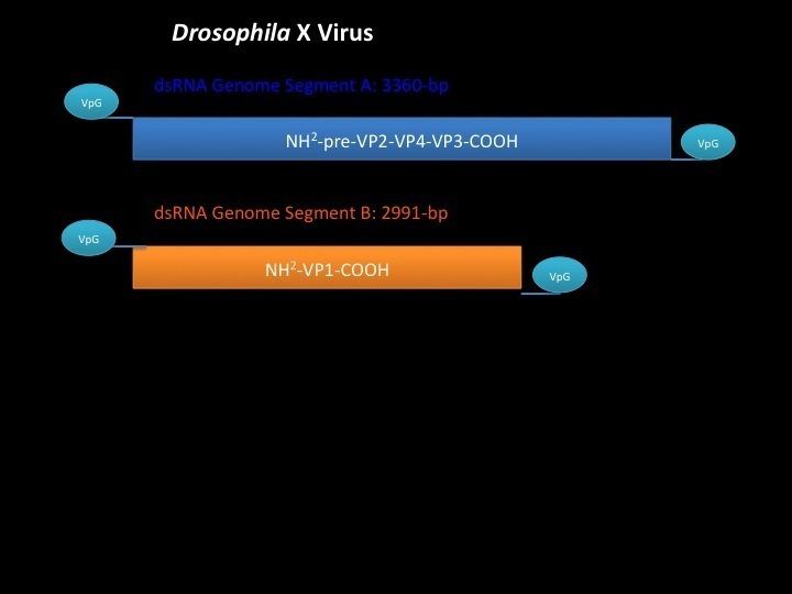 Drosophila X virus