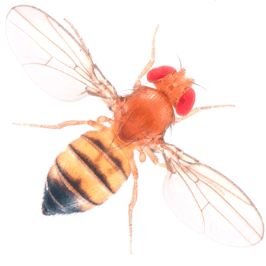 Drosophila yakuba metazoaensemblorgispecieslargeDrosophilayak
