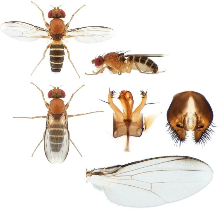 Drosophilidae Drosophilidae plates Nicolas Gompel39s lab