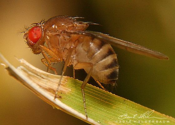 Drosophilidae Vinegar Flies Drosophilidae Drosophila immigrans BugGuideNet