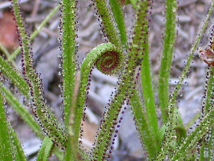 Drosophyllum FileDrosophyllum lusitanicum Enfoque 2011421 SierraMadronajpg