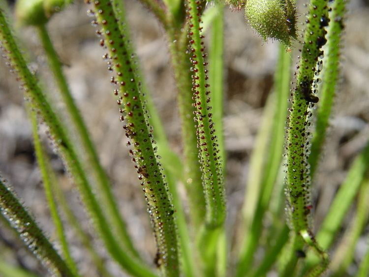 Drosophyllum Drosophyllum lusitanicum FlytrapCarecom