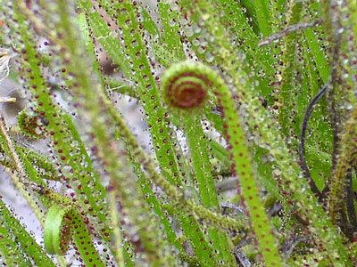 Drosophyllum All About the Drosophyllum Plant