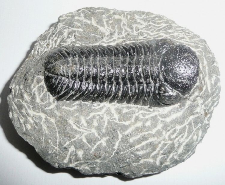 Drotops Recently Sold Fossils Drotops megalomanicus trilobite