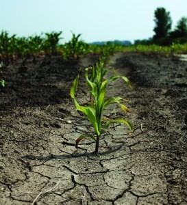 Drought tolerance GMO Industry All Wet about Drought Tolerant Engineered Crops But