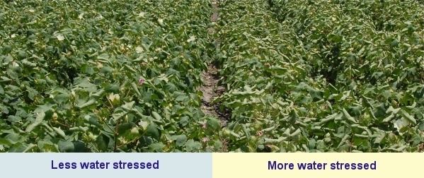 Drought tolerance Drought Tolerance Lab Texas AampM Research amp Extension Center at