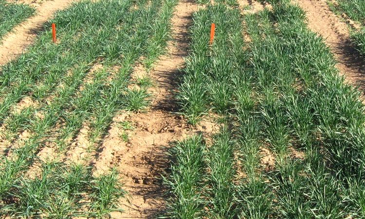 Drought tolerance High yield water efficiency of drought tolerant wheat due to higher