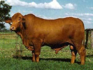 Droughtmaster Breeds of Livestock Droughtmaster Cattle Breeds of Livestock