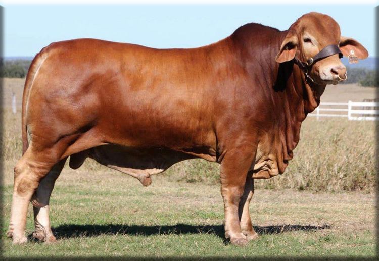 Droughtmaster Parawanga Droughtmaster Stud cattle sales