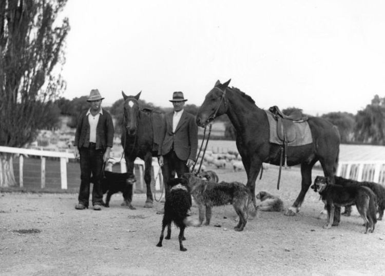 Droving