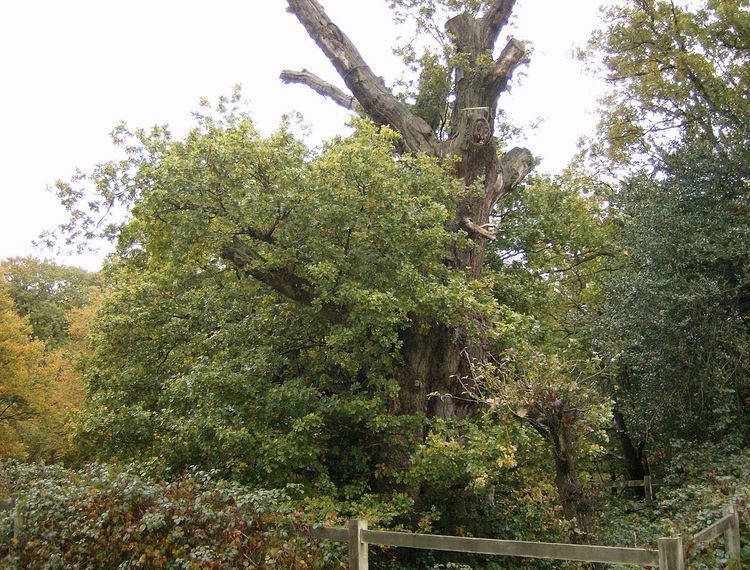 Druid oak