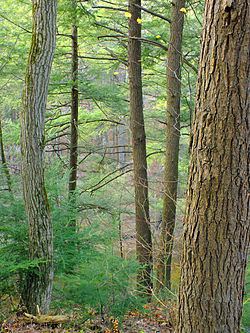 Drumore Township, Lancaster County, Pennsylvania httpsuploadwikimediaorgwikipediacommonsthu