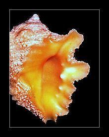 Drupa (gastropod) httpsuploadwikimediaorgwikipediacommonsthu