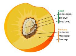 Drupe Drupe Wikipedia