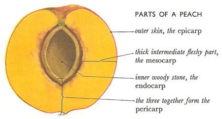 Drupe drupe