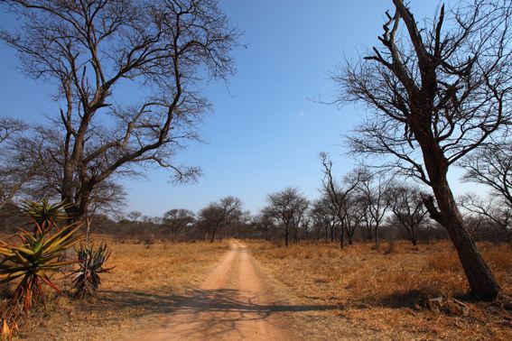 Dry season Dry season in the bush Matobo Hills VictoriaFalls24