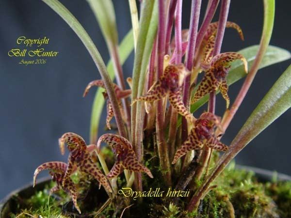 Dryadella Species Specific Forum Growing Orchids and Hybrids View topic
