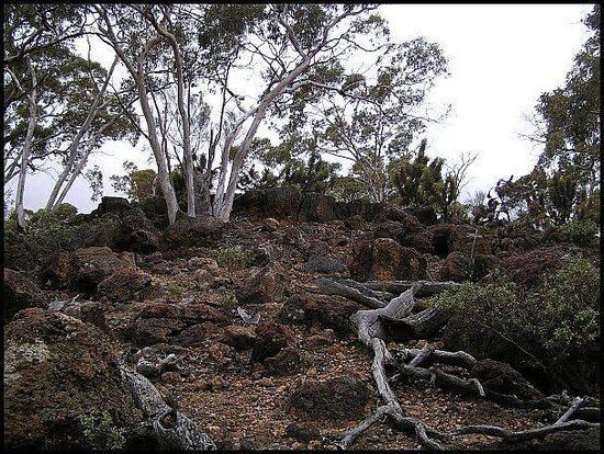 Dryandra Woodland Dryandra Woodland Western Australia Top Tips Before You Go