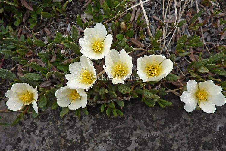 Dryas integrifolia Mountain Avens Dryas integrifoliaoctopetalaquot by Vickie Emms