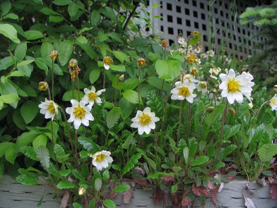 Dryas (plant) Groundcovers for WaterConserving Landscapes