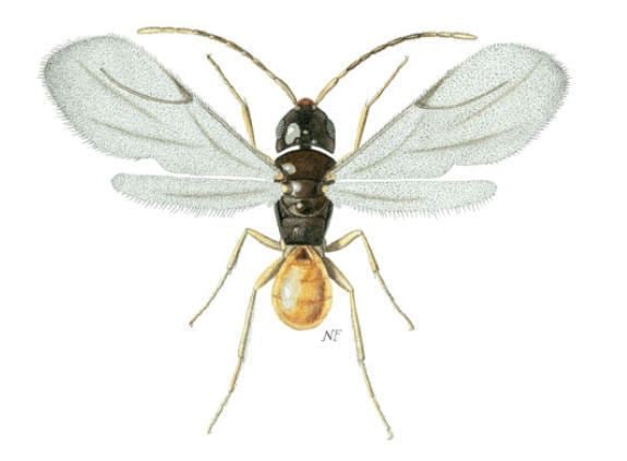 Dryinidae Dryinidae